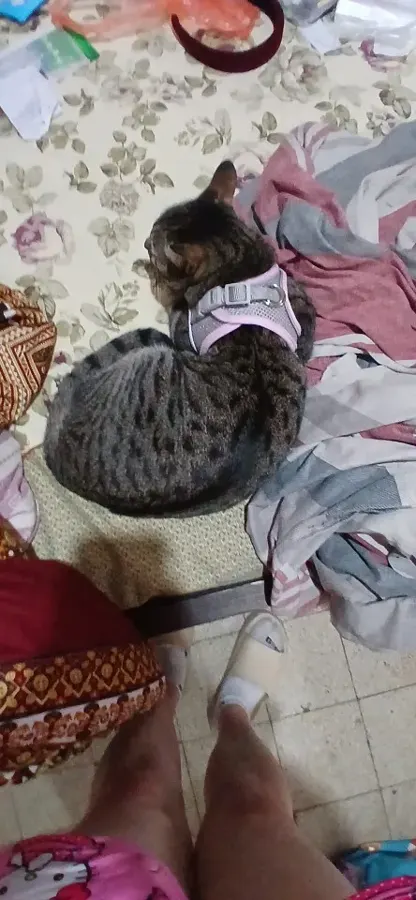 Tabby cat wearing the pink Escapaw harness at home, photographed by a verified buyer